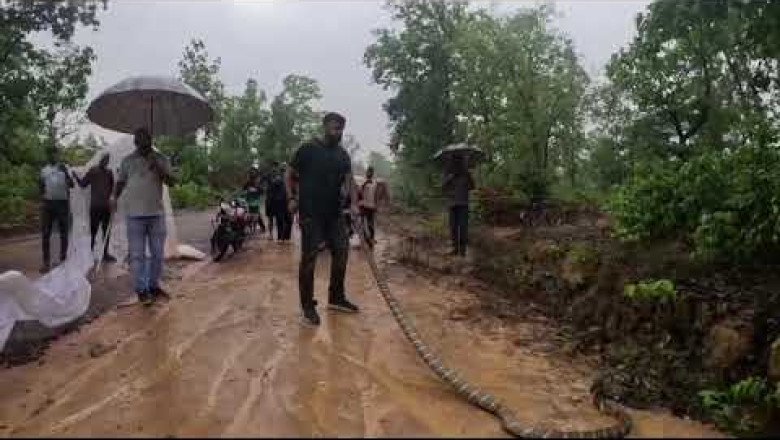 देखिये live विडियो,,, कोरबा फिर दिखा 14 फिट का किंगकोबरा रास्ता पार करते हुए ,,,, 1 घंटे के रेस्क्यू कर किसी तरह काबू में किया गया....