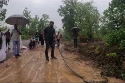 देखिये live विडियो,,, कोरबा फिर दिखा 14 फिट का किंगकोबरा रास्ता पार करते हुए ,,,, 1 घंटे के रेस्क्यू कर किसी तरह काबू में किया गया....