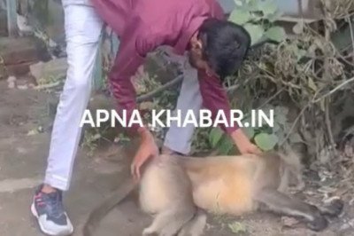 कोरबा बिग ब्रेक,,, कुछ देर पहले ही दो अलग अलग जगह लंगूरों की करंट से मौत, वन्यजीवों की सुरक्षा पर सवाल,,, सभापति नूतन ने दी जानकारी